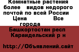 Комнатные растения более200видов недорого почтой по всей России › Цена ­ 100-500 - Все города  »    . Башкортостан респ.,Караидельский р-н